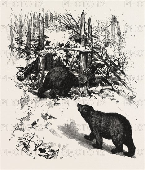 BEAR TRAP, CANADA, NINETEENTH CENTURY ENGRAVING