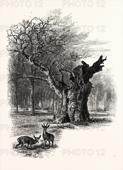 Giant Oak, near Cranbourne Tower, UK, britain, british, europe, united kingdom, great britain, european