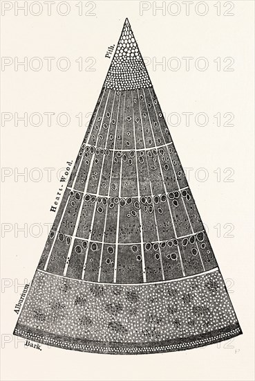 PORTION OF A SECTION OF THE BRANCH OF A TREE.