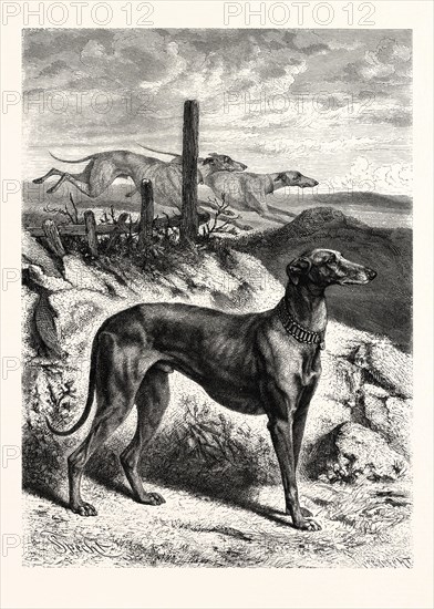 ENGLISH GREYHOUNDS. AFTER SPECHT