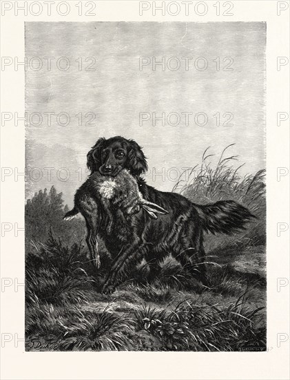 A RETRIEVER. AFTER DEIKER. a type of gun dog that retrieves game for a hunter. The retriever's willingness to please and trainability have made retrievers such as the Labrador Retriever and Golden Retriever popular as assistance dogs.