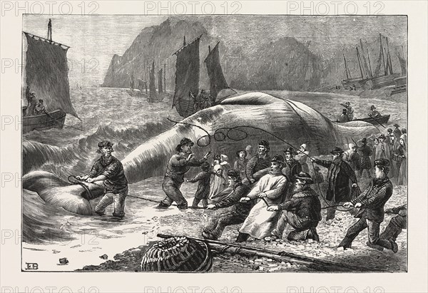 BEACHING A WHALE AT BEER, SOUTH DEVON, ENGRAVING 1876, UK, britain, british, europe, united kingdom, great britain, european