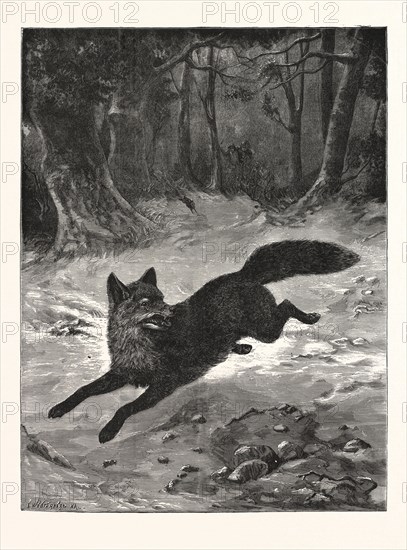 FOX-HUNTING: BREAKING COVER., FOX, HUNT, HUNTING, ENGRAVING 1876, UK, britain, british, europe, united kingdom, great britain, european