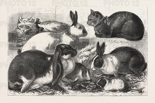 THE CAT, RABBIT, AND GUINEA-PIG SHOW AT THE ALEXANDRA PALACE, ENGRAVING 1876, UK, britain, british, europe, united kingdom, great britain, european