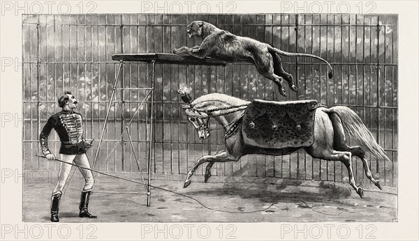 THE EQUESTRIAN LION GOING THROUGH HIS PERFORMANCE AT COVENT GARDEN THEATRE, LONDON, engraving 1890, uk, britain, british, united kingdom, great britain, europe, european