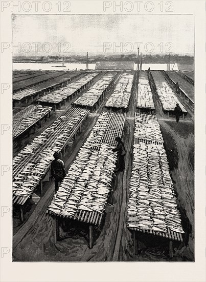 THE AMERICAN FISHERIES QUESTION, COD DRYING ON FLAKES AT GLOUCESTER, MASSACHUSETTS, US, USA, America, United States, engraving 1890