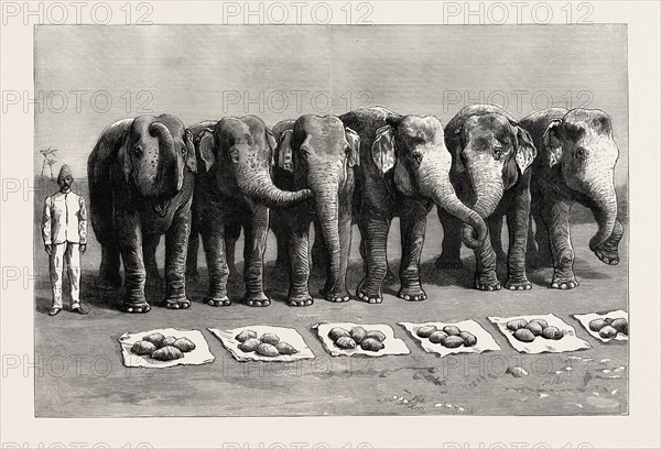 ELEPHANTS IN INDIA, BREAKFAST WAITING FOR THE WORD FEED, engraving 1890, engraved image, history, arkheia, illustrative technique, engravement, engraving, victorian, Arts, Culture, 19th Century Style, Retro Styled, Vintage, retro, nineteenth century engraving, historic art