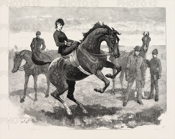 DRAWN BY JOHN CHARLTON, HORSES, engraving 1884, life in Britain, UK, britain, british, europe, united kingdom, great britain, european, art, artist
