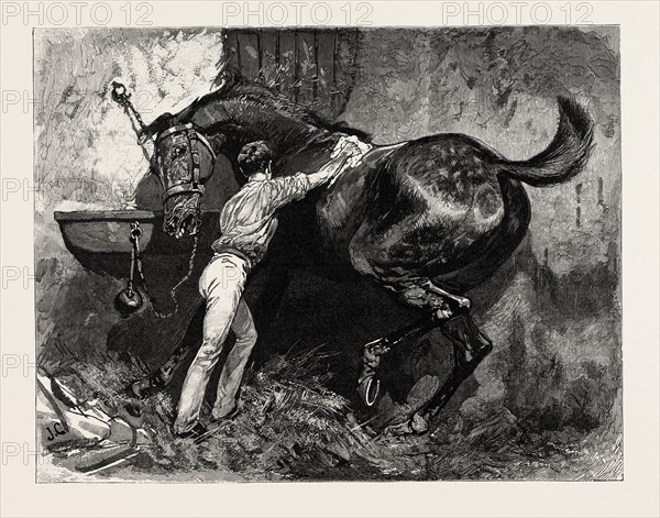 DRAWN BY JOHN CHARLTON Rubbing down the Dancing Master, engraving 1884, life in Britain, UK, britain, british, europe, united kingdom, great britain, european, art, artist, horse