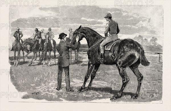 DRAWN 'BY JOHN CHARLTON, HORSE, engraving 1884, life in Britain, UK, britain, british, europe, united kingdom, great britain, european, art, artist, horse