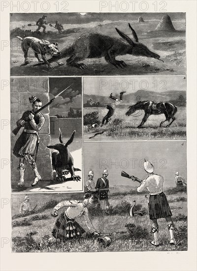 SOUTH AFRICA, I. Capture of an Aard Vark or Earth Pig. 2. A Sentinel Surprised by the Aard Vark. 3. The Lieutenant and the Cobra. 4. Skirmishers at a Field Day on Wynberg Flats, engraving 1884