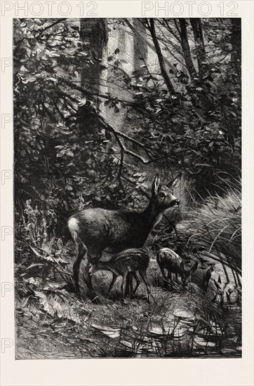FOREST SCENE IN SUMMER,  engraving 1882
