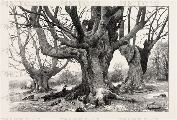 BURNHAM BEECHES-RECENTLY PURCHASED BY THE CORPORATION OF LONDON, ENGRAVING 1882, UK, britain, british, europe, united kingdom, great britain, european