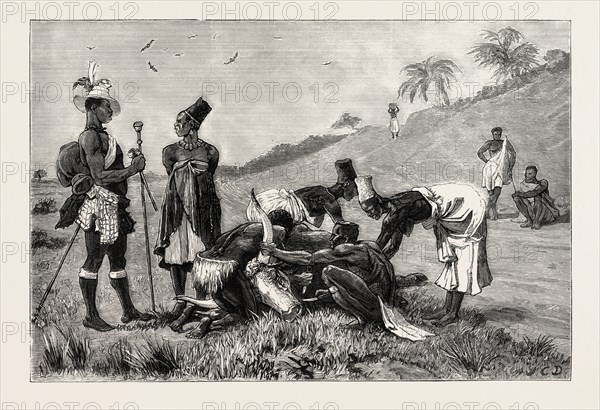 THE ZULU WAR-NATAL KAFFIRS CUTTING UP A DEAD BULLOCK, ENGRAVING 1879