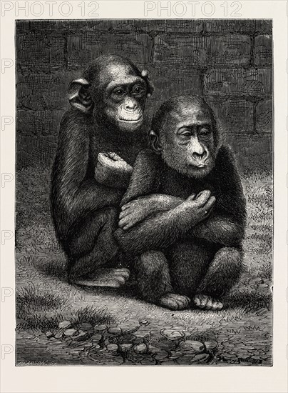 THE GORILLA AND CHIMPANZEE EXHIBITED AT THE CRYSTAL PALACE, LONDON, ENGRAVING 1879, UK, britain, british, europe, united kingdom, great britain, european