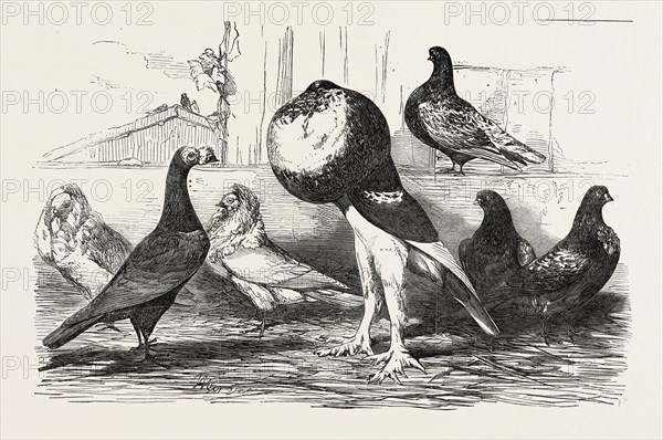 PIGEONS EXHIBITED BY THE PHILOPERISTERON SOCIETY: MR. PARKINSON'S CARRIER, JACOBINS, MR. BULT'S POUTER, MR. PYNE'S ALMOND TUMBLER, MR. PERCIVAL'S YELLOW MOTTLED OWLS. THE PHILOPERISTERON SOCIETY WAS FORMED FOR THE IMPROVEMENT OF THE BREED, AND THE EXHIBITION OF EVERY VARIETY OF PIGEON WORTHY OF THE ATTENTION OF THE FANCIER, 1851 engraving