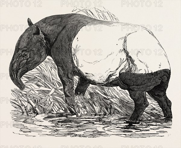 MALAYAN TAPIR, IN THE MENAGERIE OF THE ZOOLOGICAL SOCIETY, REGENT'S PARK, LONDON, UK, 1851 engraving