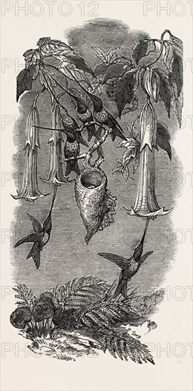 HUMMING BIRDS, FROM MR. GOULD'S COLLECTION, IN THE GARDENS OF THE ZOOLOGICAL SOCIETY, REGENT'S PARK, LONDON, UK, 1851 engraving