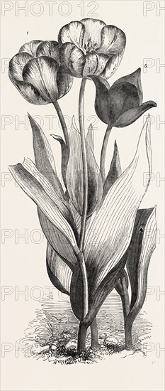 1. SEEDLING TULIP, RAISED BY MR. GROOM. 2. FEATHERED BIZARD TULIP: DR. HORNER 3. WILD TULIP OF THE LEVANT, 1851 engraving