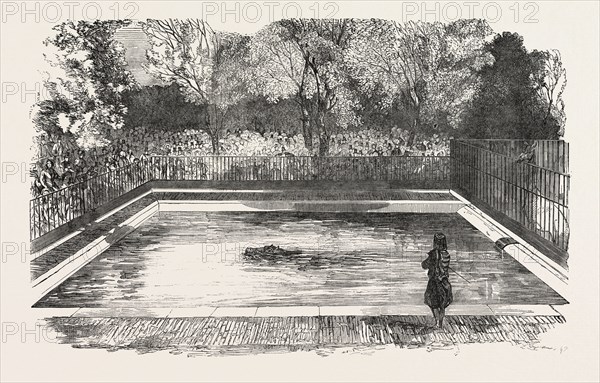 THE HIPPOPOTAMUS IN HIS NEW BATH IN THE ZOOLOGICAL SOCIETY'S GARDENS, REGENT'S PARK, LONDON, UK, 1851 engraving