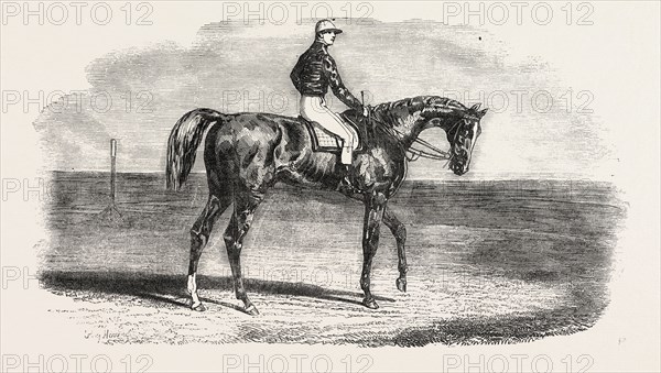 ASCOT RACES: WOOLWICH, THE WINNER OF THE EMPEROR'S VASE; Little Jack made all the running, Woolwich waiting on him into the distance, and winning cleverly by a length, amidst loud cheers from a division of the Ring, and a profound silence amongst the aristocracy. Woolwich is understood to be the property of Messrs. Bland, Saxon, and Barber; UK, HORSE RACING, EQUESTRIAN, 1851 engraving