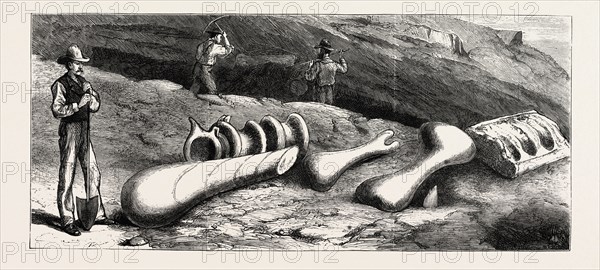 REMAINS OF GIGANTIC ANTEDILUVIAN ANIMALS RECENTLY DISCOVERED IN THE ROCKY MOUNTAINS, COLORADO, UNITED STATES OF AMERICA