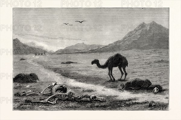 A CAMEL LEFT TO DIE, AN INCIDENT IN THE AFGHAN WAR, AFGHANISTAN