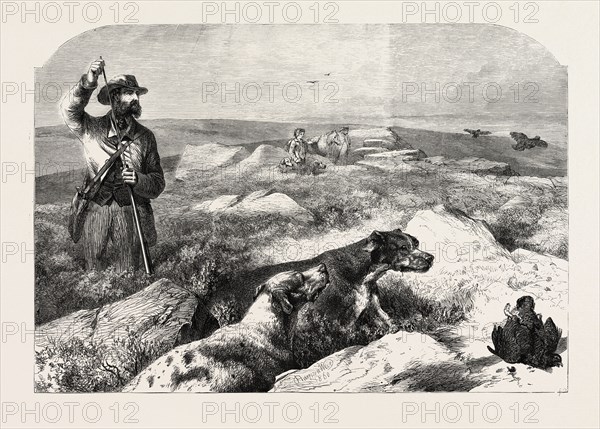 GROUSE SHOOTING, FROM A DRAWING BY HARRISON WEIR, 1860 engraving