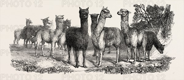 ALPACAS, IN THE KNOWSLEY MENAGERIE, UK