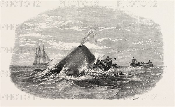 DESTRUCTION OF THE LARBOARD BOAT OF THE "ANN ALEXANDER," BY A SPERM WHALE, IN THE SOUTH PACIFIC