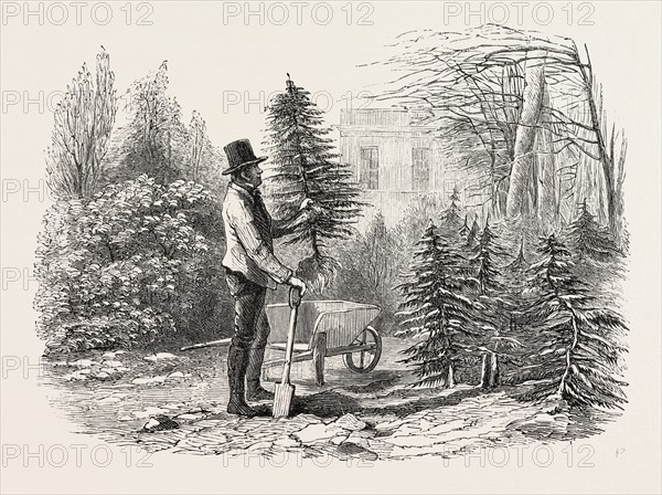 "SO THE LITTLE FIR-TREE WENT OFF IN ITS WHEELBARROW, AND TRIED TO SIT IN IT WITH A JAUNTY AIR, AS IF IT WAS ONLY BEING TAKEN FOR A PLEASANT AIRING." DRAWN BY DUNCAN