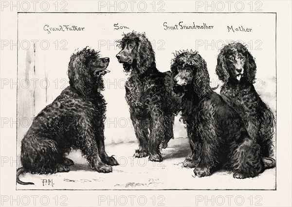 THE KENNEL CLUB SHOW AT THE AGRICULTURAL HALL: A SUCCESSFUL FAMILY OF IRISH WATER-SPANIELS, UK, 1892 engraving