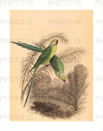 William Home Lizars after William Swainson (Scottish, 1788  1859 ), Red Ringed Parrakeet, colored lithograph