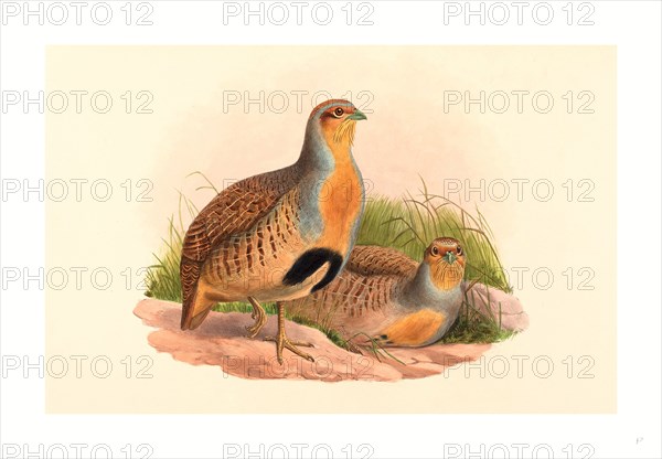 John Gould and H.C. Richter (British, 1804  1881 ), Perdix barbata (Daurian Partridge), colored lithograph