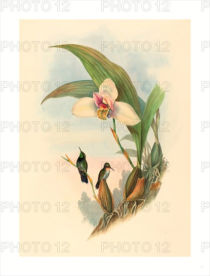 John Gould and H.C. Richter (British, 1804  1881 ), Myiabeillia typica (Abeille's Hummingbird), colored lithograph