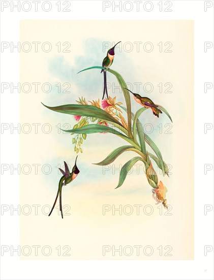 John Gould and H.C. Richter (British, 1804  1881 ), Tharmastura enicura (Slender Shear-Tail), hand colored lithograph