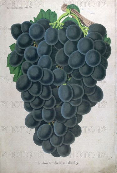 Wine grapes, vine, agriculture, fruit, food and drink, grape, plant, ripe, season, natural, viticulture, seasonal, taste, juicy, organic, 19th century, 1800s, 1900s, fruits, blue grapes, liszt gourmet archive