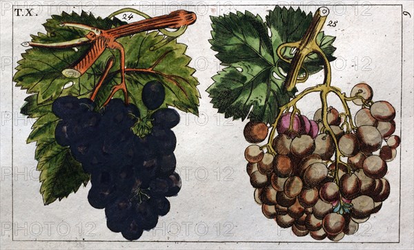 Wine grapes, vine, agriculture, fruit, food and drink, grape, plant, ripe, season, natural, viticulture, seasonal, taste, juicy, organic, 19th century, 1800s, 1900s, fruits, white grapes, blue grapes, liszt gourmet archive