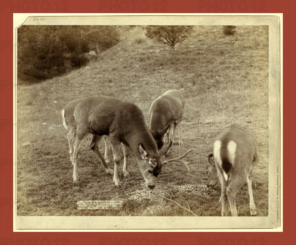 A Dear Picture. At Hot Springs, S.D., on F.E. & M.V. Ry., John C. H. Grabill was an american photographer. In 1886 he opened his first photographic studio