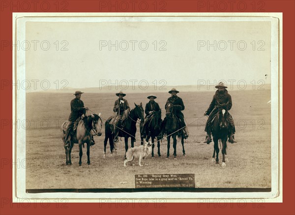 Roping gray wolf, Cowboys take in a gray wolf on Round up, in Wyoming, John C. H. Grabill was an american photographer. In 1886 he opened his first photographic studio