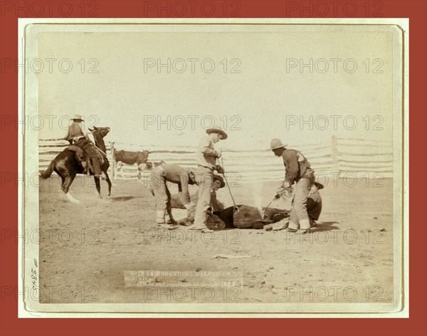 Branding calves on roundup, John C. H. Grabill was an american photographer. In 1886 he opened his first photographic studio