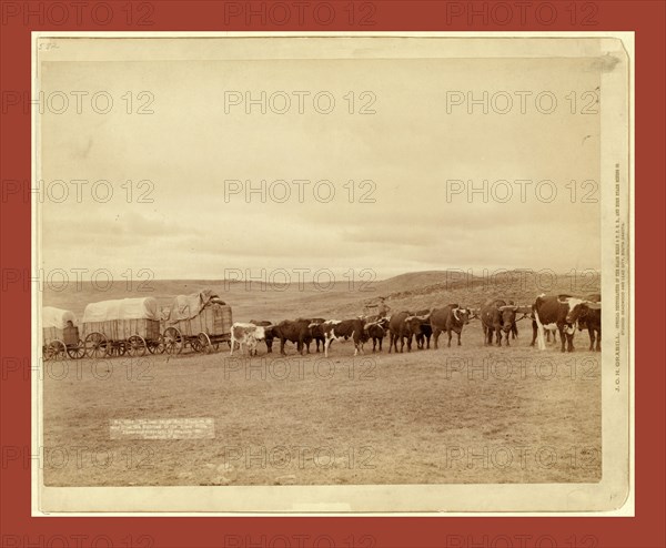 The last large bull train on its way from the railroad to the Black Hills, John C. H. Grabill was an american photographer. In 1886 he opened his first photographic studio