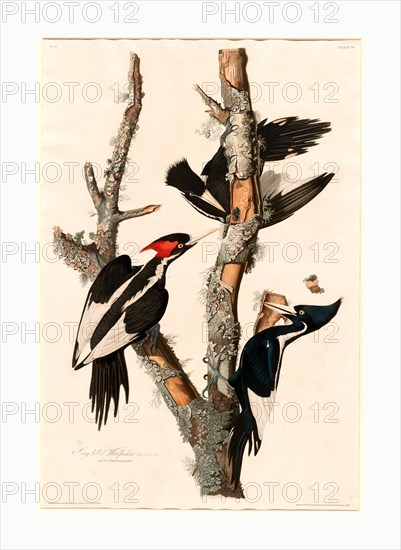 Robert Havell after John James Audubon, Ivory-billed Woodpecker, American, 1793  1878, 1829, hand colored etching and aquatint