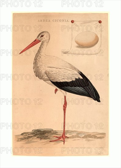 Jan Christiaan Sepp (Dutch, 1739 - 1811 ), The White Stork, hand-colored etching and engraving, Gift of Dr. and Mrs. George Benjamin Green