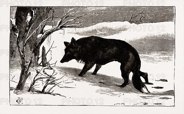 British Columbia, a province located on the west coast of Canada, dog in the snow, 19th century engraving