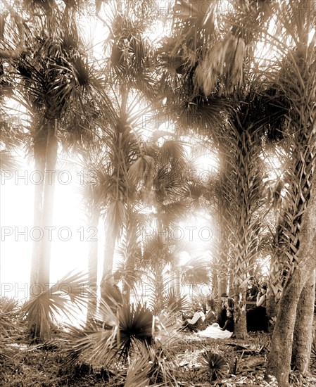 Picnicking on the Halifax, Jackson, William Henry, 1843-1942, Rivers, Palms, Picnics, Waterfronts, United States, Florida, Halifax River, 1880