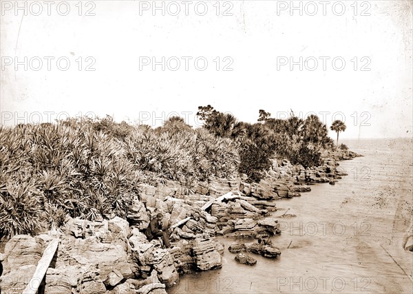 Coquina shore line, Indian River, Jackson, William Henry, 1843-1942, Waterfronts, Bays, United States, Florida, Indian River, United States, Florida, Eau Gallie, 1880