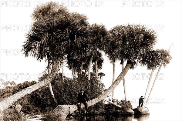 Studies in palms, Sebastian Creek, Florida, Jackson, William Henry, 1843-1942, Waterfronts, Palms, Bays, United States, Florida, Indian River, 1880