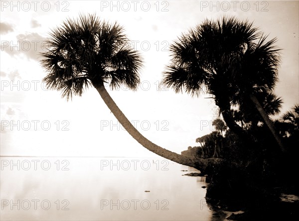 Palmettos near St. Sebastian, Jackson, William Henry, 1843-1942, Waterfronts, Palms, United States, Florida, Indian River, 1880
