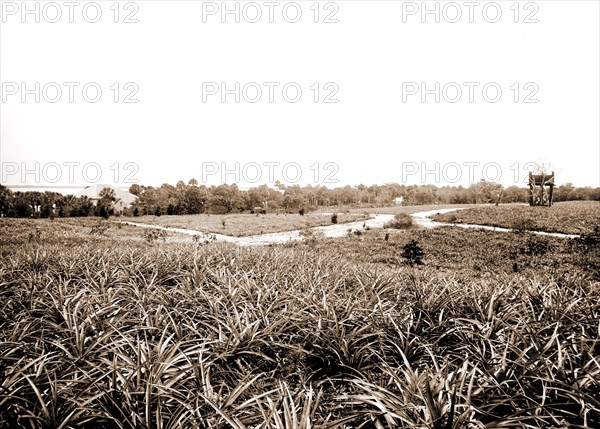 Pineapples at Eden, Jackson, William Henry, 1843-1942, Pineapples, Windmills, Bays, United States, Florida, Indian River, United States, Florida, Eden, 1880